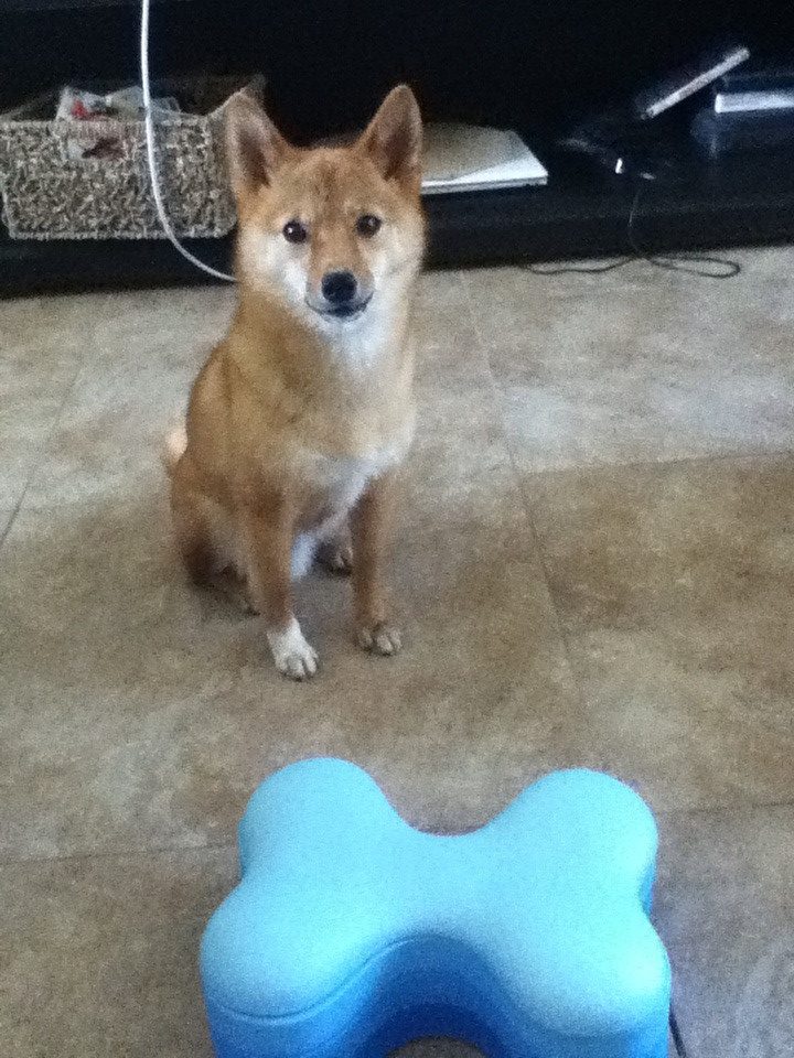 Openverse photograph: taro the shiba, sitting behind the tornado, waiting to begin