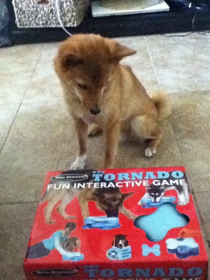 Openverse photograph: taro looks at his tornado puzzle